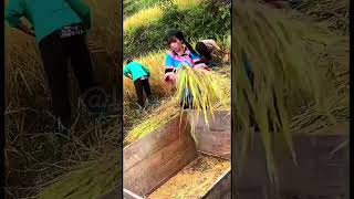 Rice threshing process [upl. by Enautna]