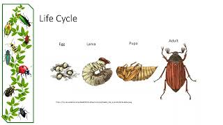 Coleoptera Phylogeny and Taxonomy [upl. by Schertz]