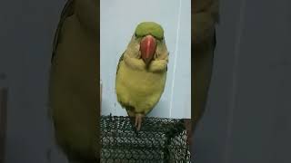 🕊️😊❤️🐤🕊️🤗parrotparrotsoundtalkingparrotcutebirdsmittobirdsindianringnickytshortsshortfeeds [upl. by Acireit]