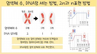 중3 생식과 유전 염색체 수 세는 방법￨DNA량 세는 방법￨2n과 n의 의미🧬 [upl. by Andri61]