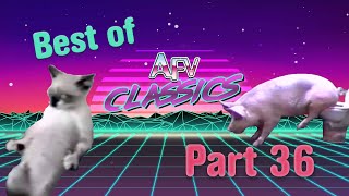 Best of AFV  Part 36  AFV Classics [upl. by Eirojam398]