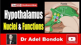 The Hypothalamus Nuclei and Functions Dr Adel Bondok Making Anatomy Simple [upl. by Yajnas]