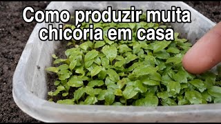 Como plantar CHICÓRIA e conservar as sementes por vários anos [upl. by Avihs]