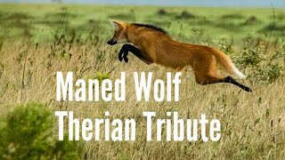 Maned Wolf Therian Tribute [upl. by Enoob]