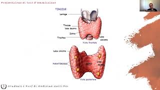 Anatomia e Fisiologia  Endocrino Ghiandole [upl. by Whitehurst]