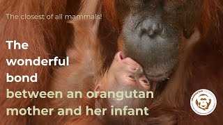 Orangutan mothers amp infants  one of the closest bonds in mammals [upl. by Schlicher]