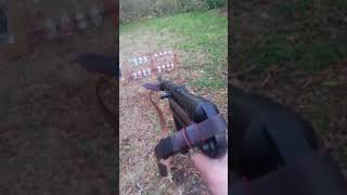 Full auto umarex mp40 m712 [upl. by Yelrahs65]