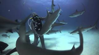 Cristina Zenato  Tonic immobility in sharks [upl. by Ferris]