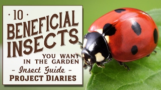 ★ 10 Beneficial Insects You Want in the Garden Insect Guide [upl. by Fara]