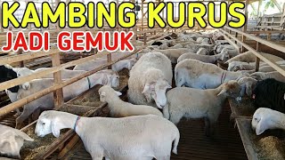 KAMBING KURUS JADI GEMUK TERNAK 60 INDUKAN TERASA MUDAH [upl. by Alage]