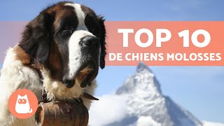 10 RACES de CHIENS MOLOSSES 🔥 [upl. by Vachil]