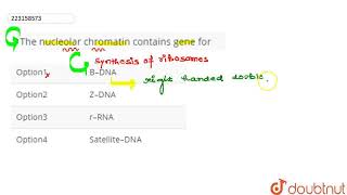 The nucleolar chromatin contains gene for –  CLASS 12  CELL THE UNIT OF LIFE  BIOLOGY  Dou [upl. by Acinoed]