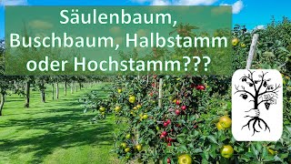 Die 4 Baumformen  Säulenbaum Buschbaum Halbstamm und Hochstamm [upl. by Ahseinad]