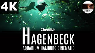 Hagenbeck Aquarium 4K [upl. by Nazay209]