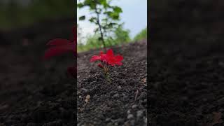 Nature Flowersyoutube shortvideo shorts love mashup song reels instagram nature beautiful [upl. by Ohcirej]