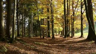 Leaves Falling in Autumn  Rustling Tree Leaves and Gentle Wind [upl. by Gnahk712]