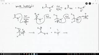 mechanism of amide hydrolysis [upl. by Aidnahs228]