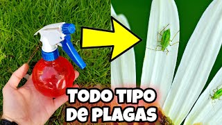 MATA al 997 de los BICHOS y PLAGAS de tus PLANTAS y CASA con este INSECTICIDA Casero Sin AJO [upl. by Arhas]