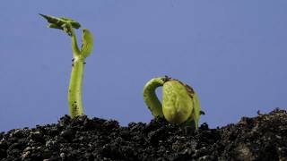 Underground bean germination and growing time lapse over 4 weeks [upl. by Aihsatan]