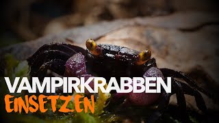 🦀 VAMPIRKRABBEN einsetzen  Paludarium fertig einrichten  AquaTerraTV [upl. by Aicilef189]