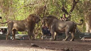 Lion fight Rare sightingGir jungle safari incredible video girnationalpark male lion Asiatic [upl. by Loginov]