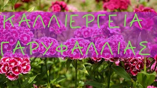 ΚΑΛΛΙΕΡΓΕΙΑ ΓΑΡΥΦΑΛΛΙΑΣ Dianthus caryophyllus OGEOPONOSFARM ΟΝΟΥΦΡΙΟΣ ΔΗΜΗΤΡΑΣ [upl. by Conlen]