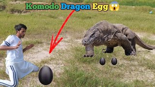 Komodo dragon ke Ande😱Komodo dragon attackbig komodo dragonby hassan vlog 21 [upl. by Artimed]