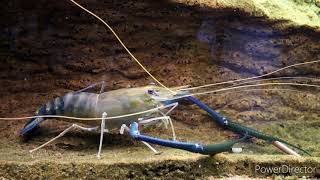 Giant freshwater prawn  Macrobrachium rosenbergii  documentary [upl. by Corena181]