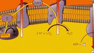 Oxidative Phosphorylation [upl. by Nosniv]