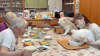 【歓迎会】家族みんなとご飯食べる柴犬とサモエドの子犬 [upl. by Kcired]