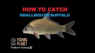 Channel Catfish amp Smallmouth Buffalo  Lone Star Lake  FISHING PLANET [upl. by Purcell675]