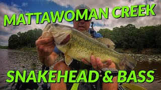 Mattawoman Creek Snakehead and Bass in the Pads [upl. by Eiliah]