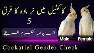 Cockatiel gender confirmation  male female difference in cockatiel [upl. by Lamrouex]