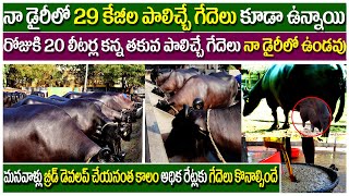 5 Star Murrah Heifers of Rajiv Sirs Farm Veeravalli Andhra  29 kg milk record murrah buffalo [upl. by Asaret]