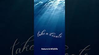 Unleash Your Greatness Motivational Videos wildlifephotography wildlifewonders  nature [upl. by Letnahs]