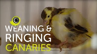 Weaning and Ringing Young Canaries  The Canary Room Top Tips [upl. by Enileuqkcaj]