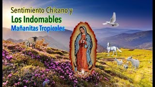 Los Indomables y Sentimiento Chicano quot MAÑANITAS TROPICALES quot [upl. by Arakawa]