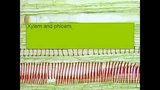 XYLEM AND PHLOEM SONG [upl. by Annal]