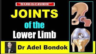 Joints of the Lower Limb Dr Adel Bondok [upl. by Ahsilav738]