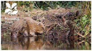 How eager beavers help prevent flooding on the National Trusts Holnicote Estate [upl. by Primrosa]