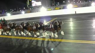 Budweiser Clydesdale Horses At Daytona International Speedway [upl. by Nirual]