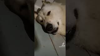 The most beautiful napper 🤣😍 gsdlife funnydogs snooze love funny cheeky [upl. by Ethbun]