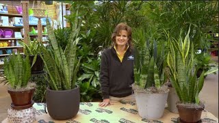 How to Care for a Snake Plant ENGLISH GARDENS [upl. by Aicirtan929]