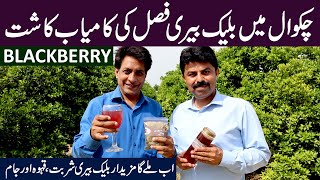 Blackberry Successful Cultivation in Pakistan  Value addition of Blackberry JAM SQUASH amp TEA [upl. by Benson]