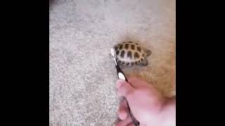 Cute little Turtle dancing with a toothbrush Turtle likes to dance [upl. by Bust]