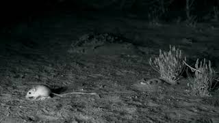 Desert kangaroo rat kicking sand at snake slow motion [upl. by Moss]