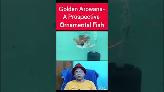 Business Opportunity with Golden Arowana Scleropages formosus [upl. by Oruasi]