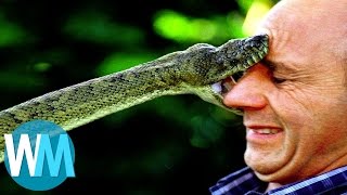 Top 10 des serpents les plus DANGEREUX du monde [upl. by Kentiga]