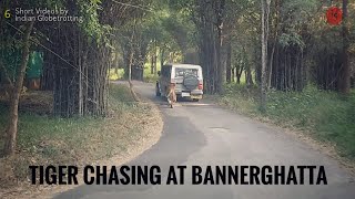 Violent Tiger at Bannerghatta National Park Bangalore [upl. by Nwotna538]