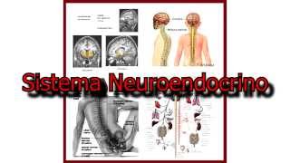 El Sistema Neuroendocrino [upl. by Laddy]